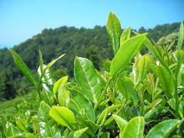 Rebul Green Tea (270 ml) :